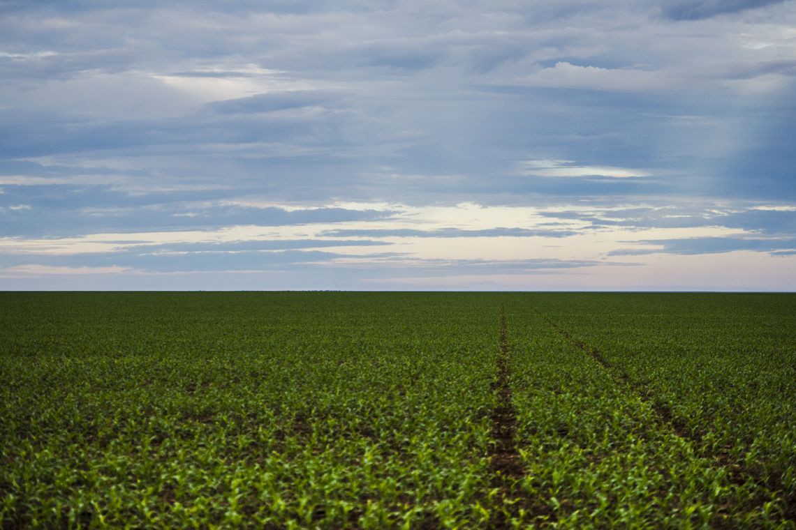 Campo PRA - Foto: Marcelo Camargo/Agência Brasil