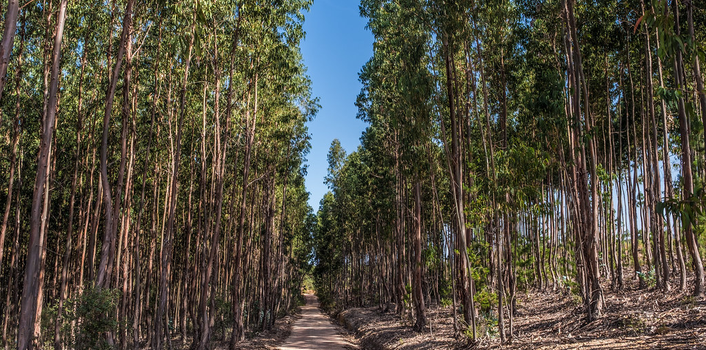 Mercado da celulose é animador para o Brasil e principalmente para o município, que bateu a marca dos US$ 100 milhões em exportações do produto neste ano - Foto: Reprodução