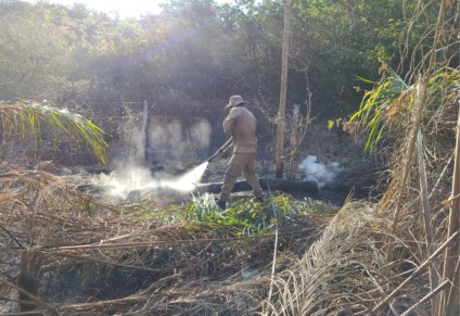 Queimadas no Pantanal continuam e brigadista consegue salvar cobra de fogo - Foto: Divulgação