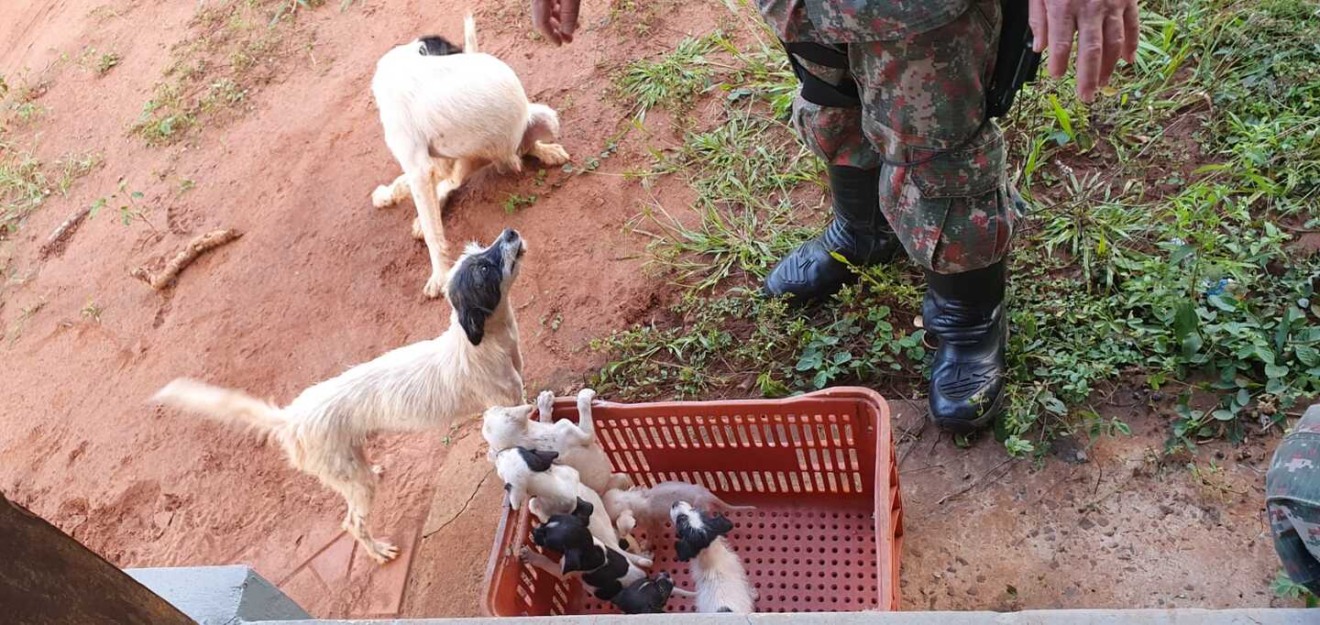 No local foram resgatados sete cães e apreendidos 10 vasos de planta de maconha e quase um quilo da droga - Foto:Divulgação/PMA-CG