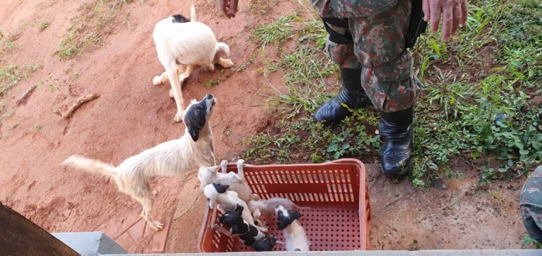 No local foram resgatados sete cães e apreendidos 10 vasos de planta de maconha e quase um quilo da droga - Foto:Divulgação/PMA-CG