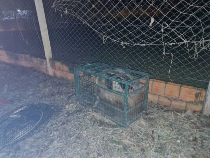 O animal foi colocado em uma caixa de contenção sem ferimentos aparentes - Foto: Divulgação/PMA