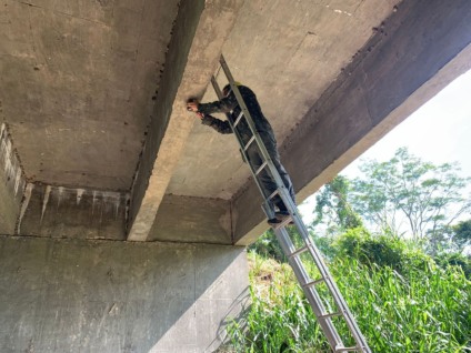 Em parceria as instituições procuram por meio da instalação de câmeras, orientação educacional e intervenções diminuir os números de atropelamentos de animais silvestres nas rodovias do estado - Foto:Divulgação/PMA