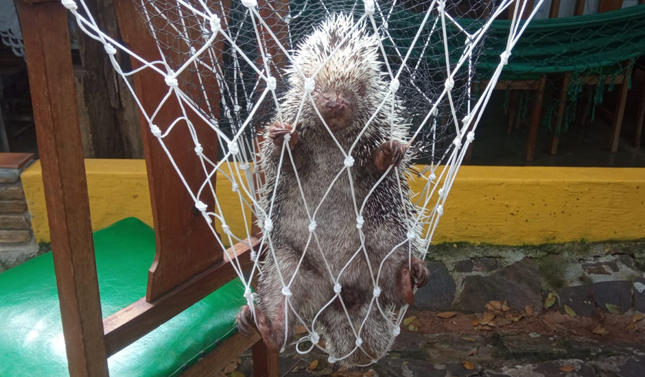 Porco-espinho (ouriço) resgatado em uma casa no município de Aparecida do Taboado - Reprodução/PMA-MS