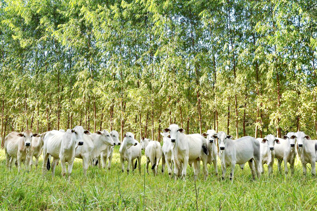 Pecuária é uma das matrizes econômica de Mato Grosso do Sul. - Arquivo/JPNews