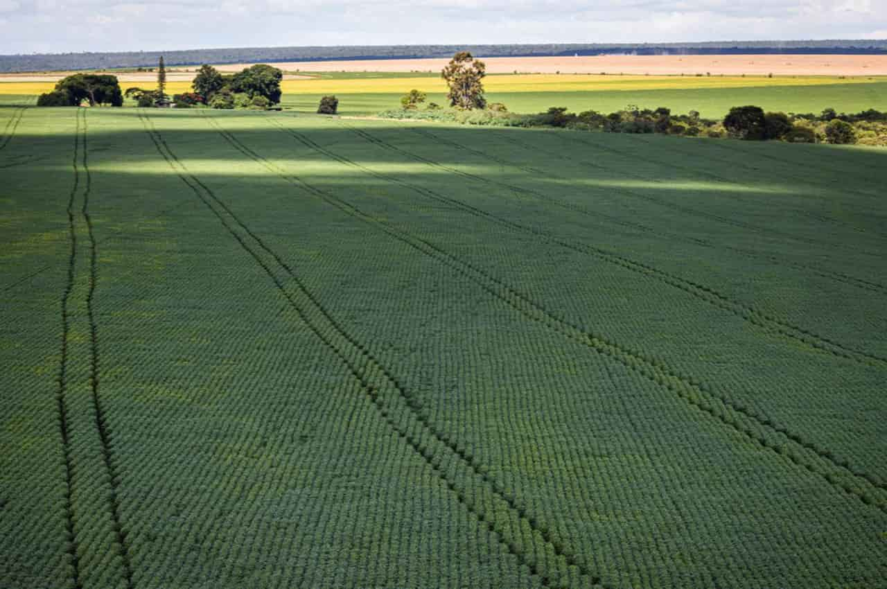 Foto:Divulgação/Embrapa