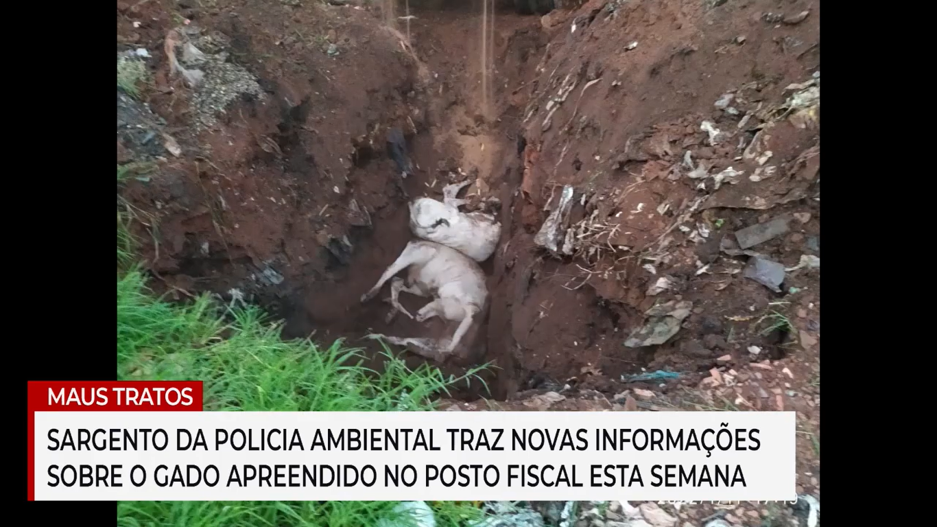 Animais sendo enterrados - Polícia Militar Ambiental