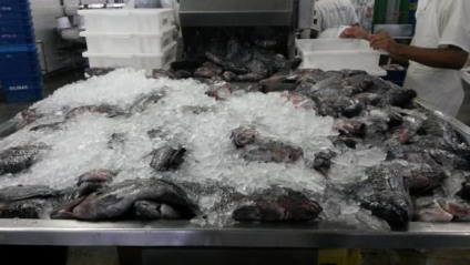 A tilápia é a espécie mais importada pelos países que compram o pescado brasileiro - Foto: Manoel Pedroza/ Agência Embrapa