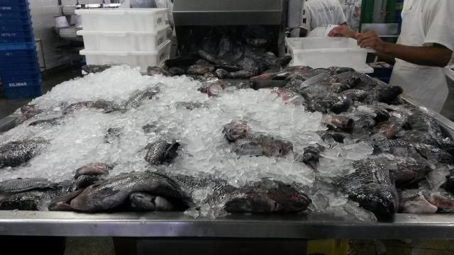 A tilápia é a espécie mais importada pelos países que compram o pescado brasileiro - Foto: Manoel Pedroza/ Agência Embrapa