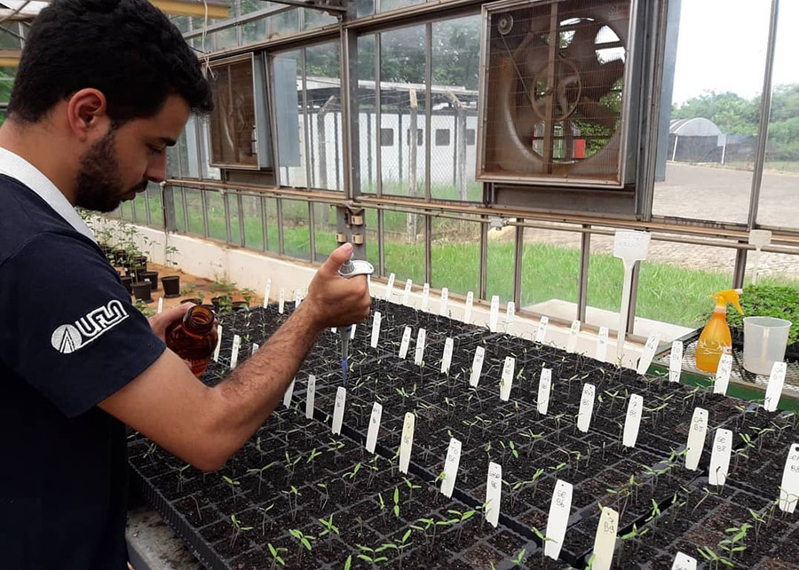 Um dos principais resultados do estudo apontou que as cepas utilizadas foram capazes de produzir um hormônio denominado ácido indol-acético após 48 horas em cultivo In Vitro. Entre os benefícios, destacam-se o alongamento das raízes - Foto:Divulgação/Embrapa Meio Ambiente