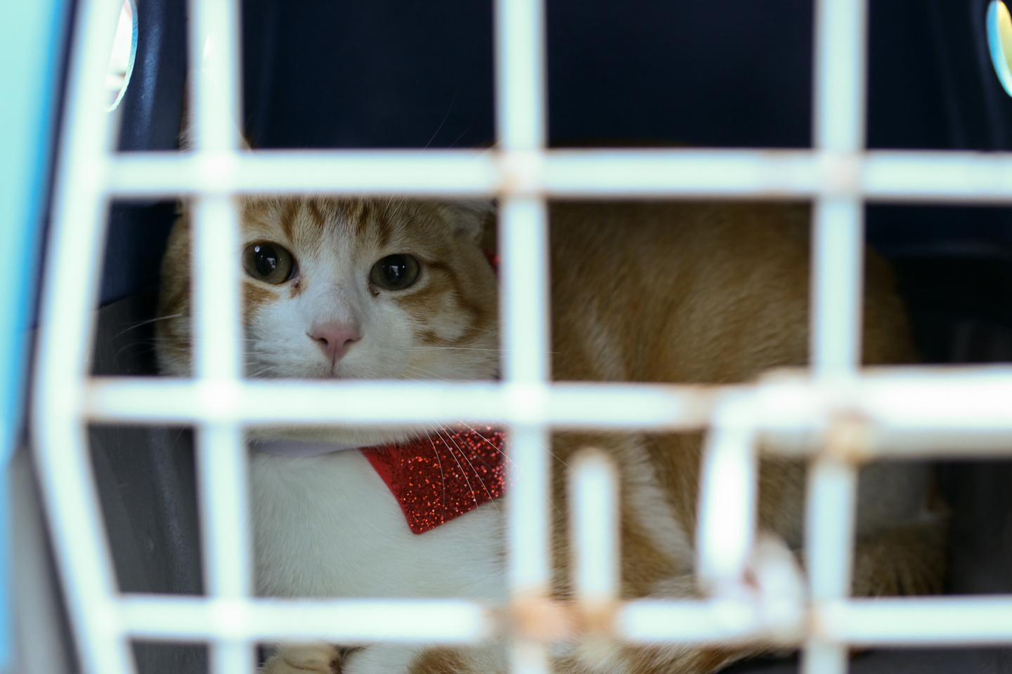 Durante a ação os pets passarão por avaliação para serem encaminhados para as clínicas conveniadas com a prefeitura de Campo Grande e ainda serão vermifugados, vacinados contra a raiva e microchipados - Foto:Reprodução/Prefcg