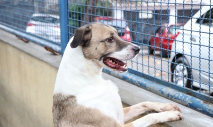 Os animais deverão ser entregues para a adoção vacinados e vermifugados - Divulgação/Agência Brasil