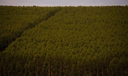 As áreas com cobertura de eucalipto corresponderam a 76,9% das florestas plantadas para fins comerciais - CNA/Divulgação