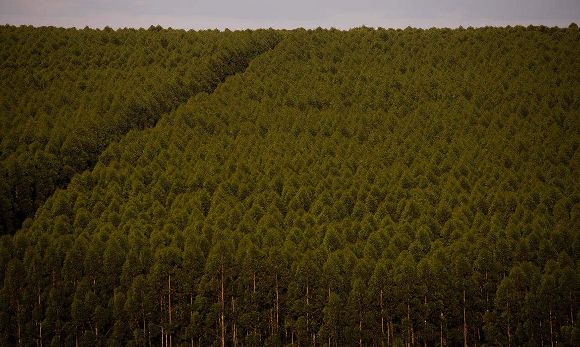 As áreas com cobertura de eucalipto corresponderam a 76,9% das florestas plantadas para fins comerciais - CNA/Divulgação