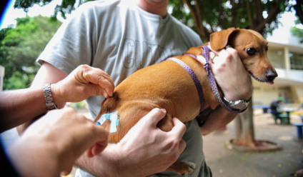 A campanha é destinada para animais a partir de 3 meses de idade - Arquivo/JPNews