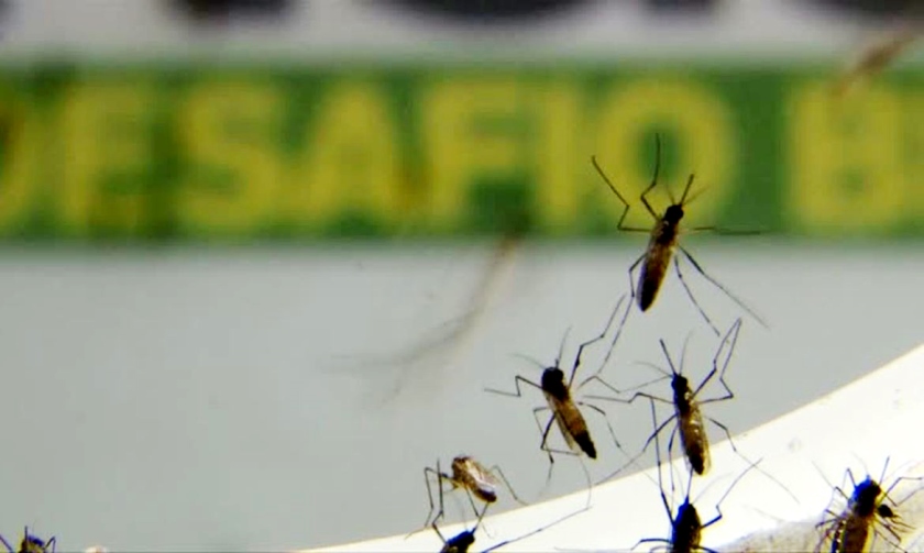 O mosquito edes Aegypti pode transmitir não só a dengue, mas também a zika e a chikungunya. - Divulgação