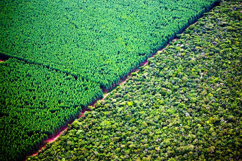 Fabricante de papel e celulose adquire cerca de 70 mil hectares de terras em Mato Grosso do Sul por R$ 1,8 bilhão. - Foto: Divulgação/Internet