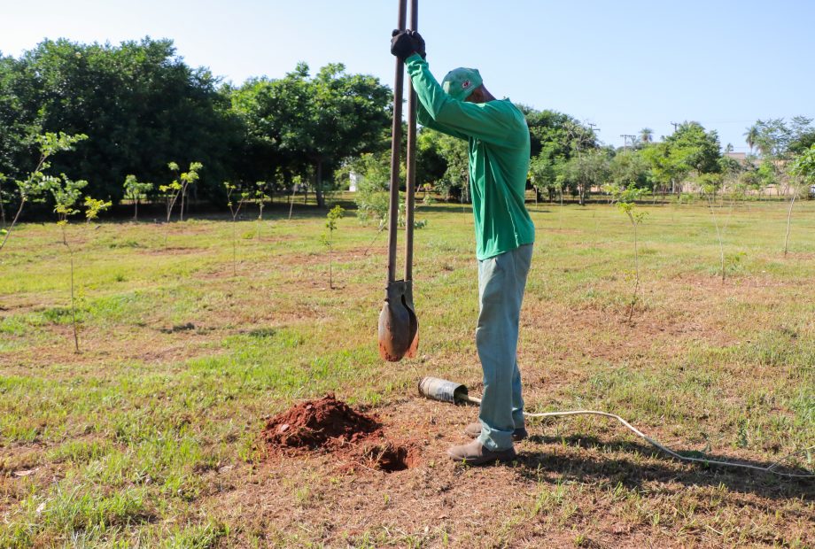 Projeto de arborização é iniciado e prevê o plantio de mil mudas na cidade