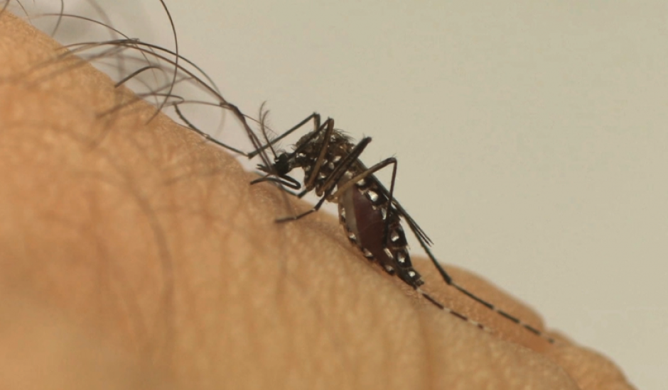 Cerca de 80% dos criadouros de larvas do mosquito estão nas residências - Divulgação