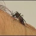 Aedes aegypti, mosquito transmissor da dengue