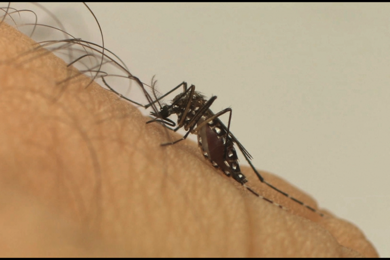 Aedes aegypti, mosquito transmissor da dengue - Foto: Arquivo/CBN CG