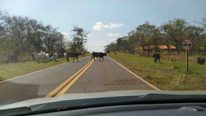 A visão desses animais vagando nas estradas é não apenas preocupante, mas também perigosa. - Divulgação