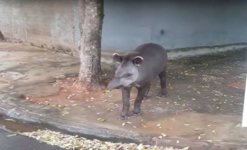 Anta foi vista perambulando pelas rus do bairro Interlagos - Divulgação