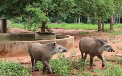 Antas ficaram dois anos no CRAS na capital - Foto: Divulgação/Semagro