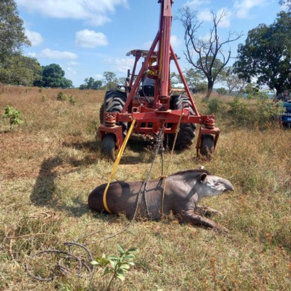 Animal foi encaminhado para o Centro de reabilitação de Animais Silvetres na capital - Foto: divulgação PMA/MS