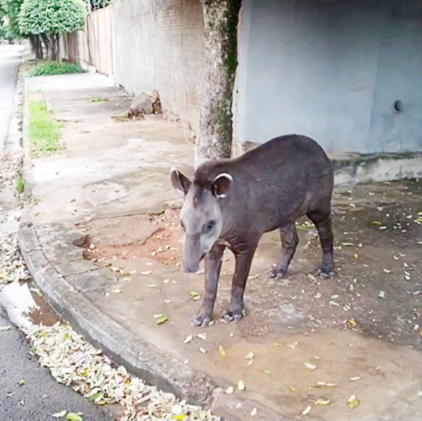 Mamífero, nesta semana uma anta andava pelas ruas do bairro Interlagos - Divulgação