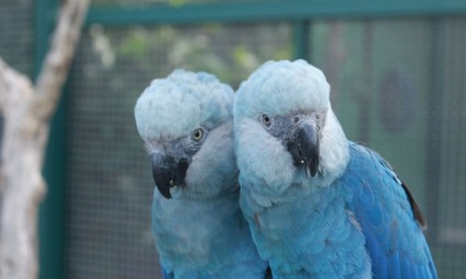 Espécie é considerada extinta desde o ano 2000 - Foto: Camile Lugarini/DR