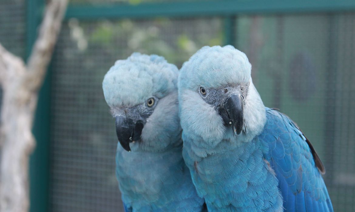 Espécie é considerada extinta desde o ano 2000 - Foto: Camile Lugarini/DR