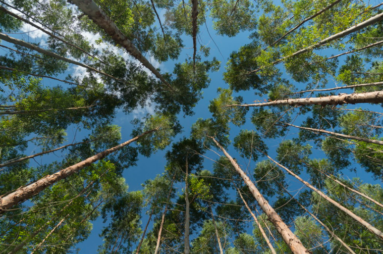 Indústria será a 5ª grande fábrica do setor florestal em MS e deve gerar 12 mil empregos durante o pico das obra. - Zig Koch/Divulgação Arauco