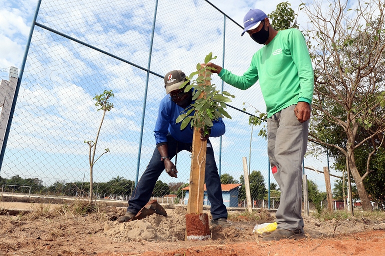 Ao menos 11 árvores de oiti foram plantadas no bairro Alto da Boa Vista - Arquivo/JPNEWS