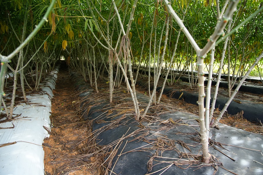 Os estudos, foram no sentido de identificar como a mandioca se comportaria plantada sob a cobertura, com e sem irrigação - Foto:Reprodução/Embrapa