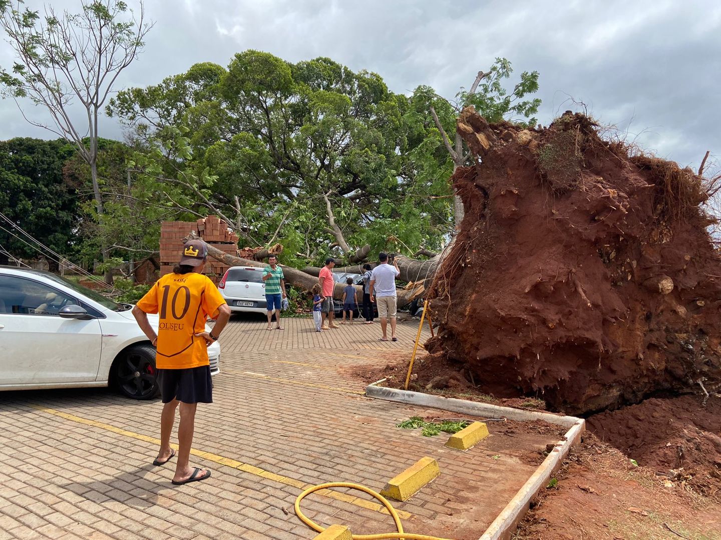 Diversas árvores caíram em Campo Grande no último temporal. - Foto: Arquivo pessoal