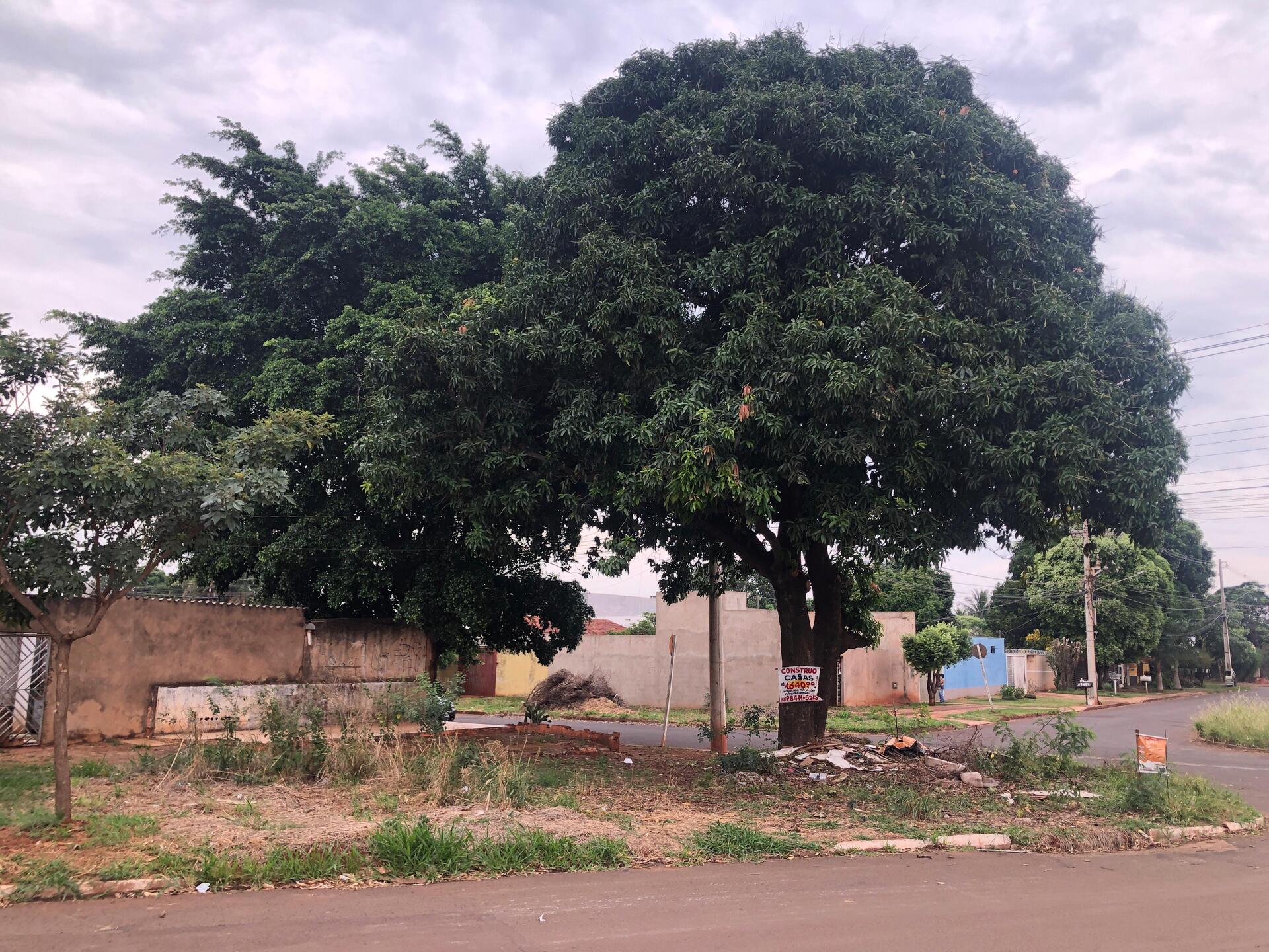 Mangueira virou ponto de descarte de lixo no cruzamento das ruas São Manoel e Santo Inácio - Foto: Mateus Adriano/CBN CG