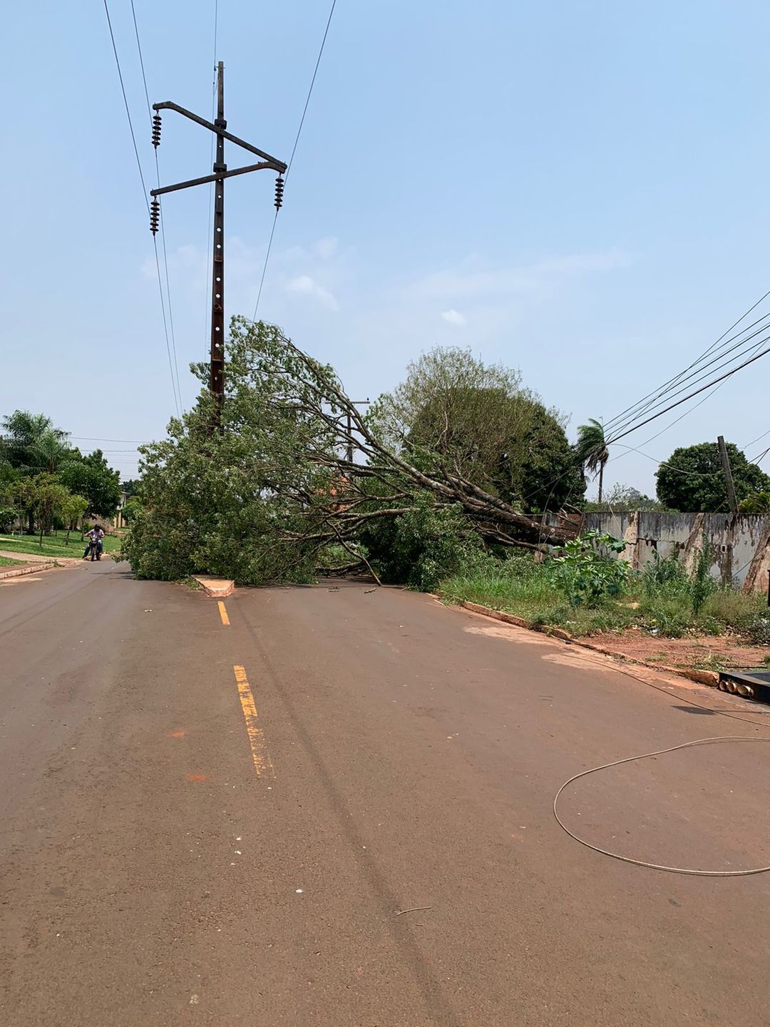 Em meio às rajadas de vento, árvores caíram em Ponta Porã. - Foto: Divulgação