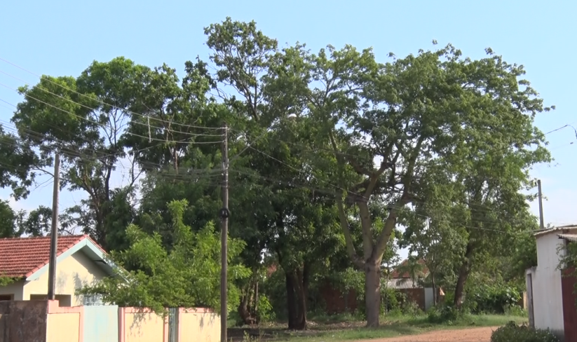 Além de fornecer sombra e frutos, as árvores também transformam gás carbônico em oxigênio. - Foto: Reprodução/TVC