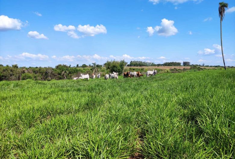 Ação prejudicava a recuperação da área que era usada como pastagem - Foto: Divulgação