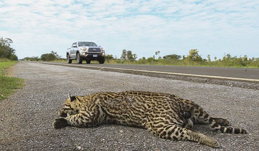 Foram resgatados nas rodovias que cortam o Estado 75 animais atropelados. - Divulgação/Assessoria