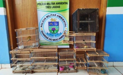 Aves estavam presas em gaiolas, dentro da residência do morador, no bairro Jardim Aeroporto, em Três Lagoas - Aves estavam presas em gaiolas, dentro da residência do morador, no bairro Jardim Aeroporto, em Três Lagoas -