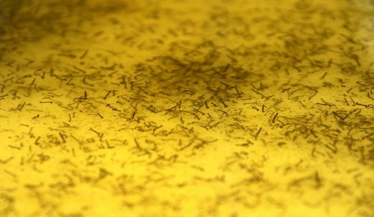 1,5 milhão de mosquitos com wolbachia foram soltos na Capital - Foto: Divulgação