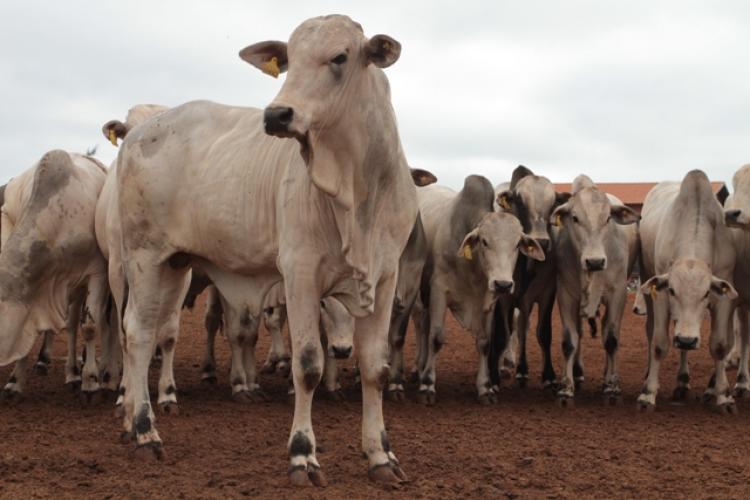 Frigoríficos devem optar pelo gado confinado - Foto: Reprodução/Famasul