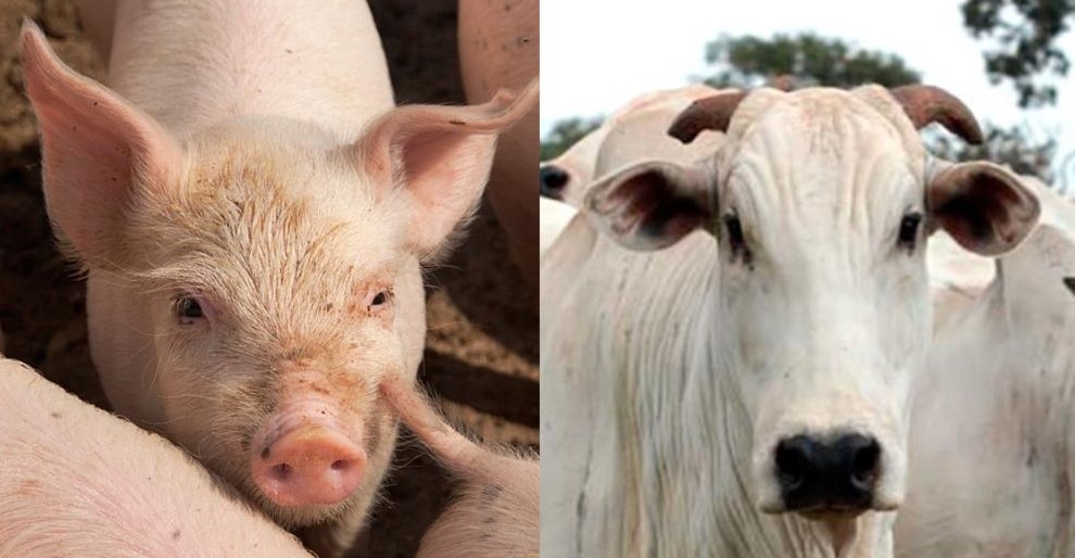 No ano, passado o Brasil exportou ao Canadá quase US$ 19.300,00 mil em carne bovina - Foto: Reprodução Internet