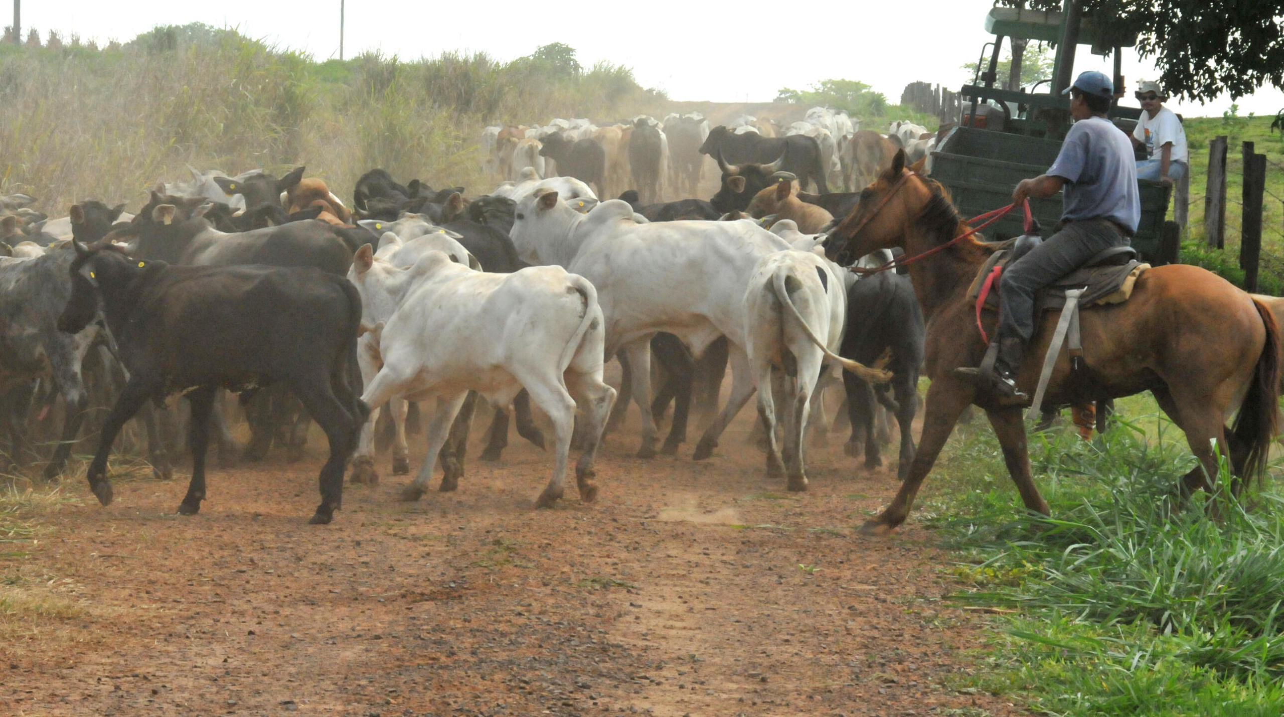 Caso de Vaca Louca foi classificado como tipo H pela OMSA - Foto: Fábio Torresan/ Embrapa