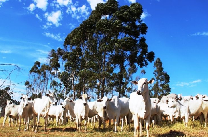 A medida visa atender às necessidades dos pecuaristas e garantir a regularização dos cadastros junto ao governo - Divulgação/Semagro