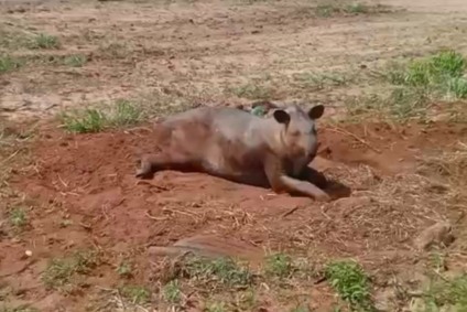 Animal tinha aproximadamente 230kg e não resistiu aos ferimentos - Foto: Divulgação/PMA