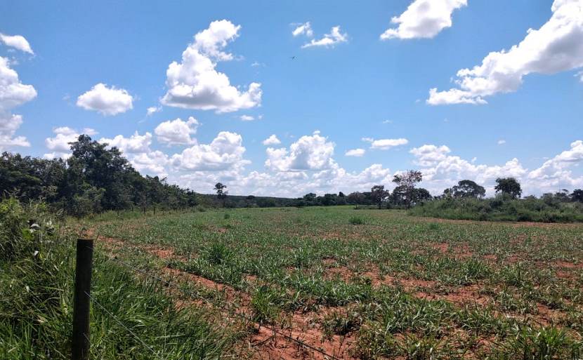 O desmatamento sem autorização ambiental de uma área nativa de 3,79 hectares - Divulgação/PMA