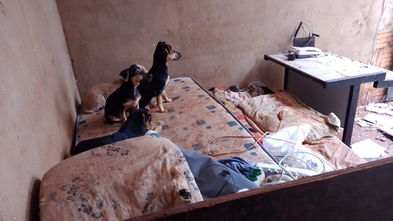 Tempestade destelha casa de mulher que realiza resgate de animais - Foto: Arquivo Pessoal/Facebook